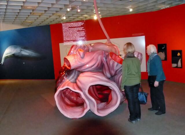 Aus dem Leben der Wale wird alles mögliche vorgestellt. Hier die Nachbildung eines Blauwal-Herzens.