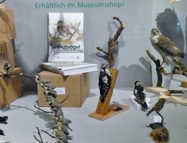 In einer besonderen Vitrine wird für den soeben erschienenen Altlas "Die Brutvögel Nordrhein-Westfalens" geworben. Für die Pflanzen und Tiere unseres Bundeslandes wird im Naturkundemuseum viel Arbeit geleistet.