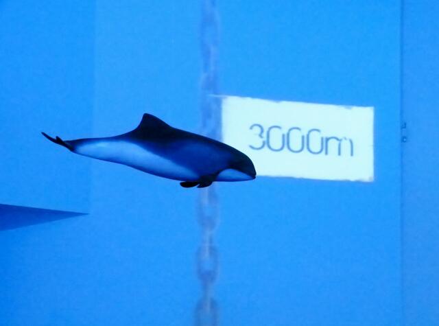 Hier werden Filme an die Wand projiziert, durch die mit entsprechender Tonwelt die Tauchtiefe des Pottwales simuliert wird.