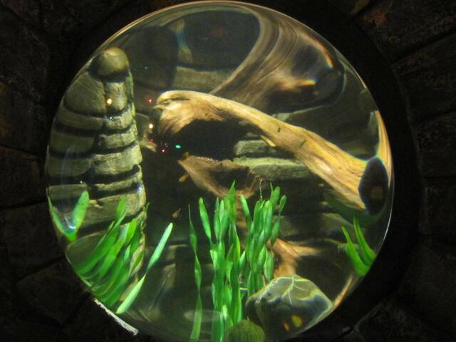 Sieht aus, wie ein zur Seite liegender Kopf von einem Orang-Utan, oder?