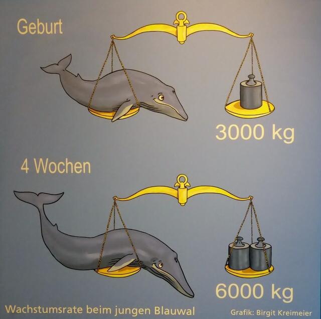Bei seiner Geburt ist der Blauwal noch recht klein.