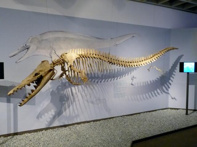 Ein Teil der Ausstellung zeigt die Entwicklung von landlebenden Säugetieren zu Meeresbewohnern. Im Bild ein Mitglied der Familie Basilosauridae, als die Vorfahren der Wale anfingen, nur noch im Wasser zu leben.