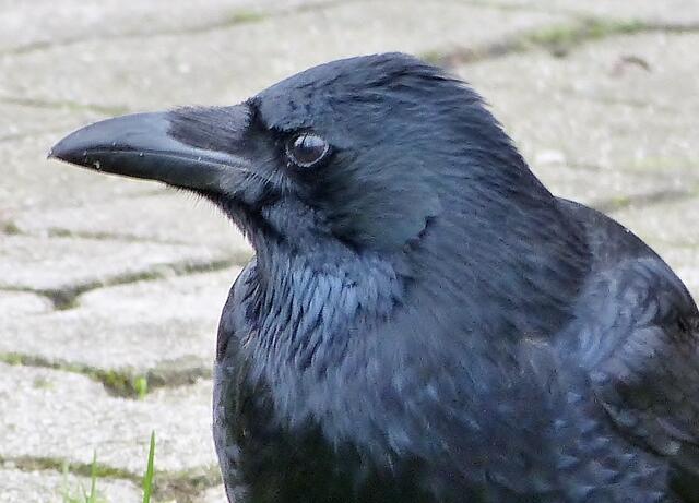 Von gefiederten Freunden erwartet - Portrait einer Rabenkrähe.