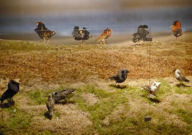 Balz zur Paarbildung, hier dargestellt an einem Kampfläufer-Balzplatz.