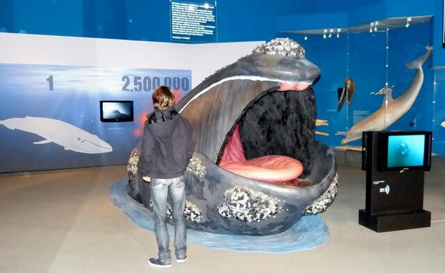 Am Kopf-Modell eines Nordkapers lohnt sich ein Größenvergleich.