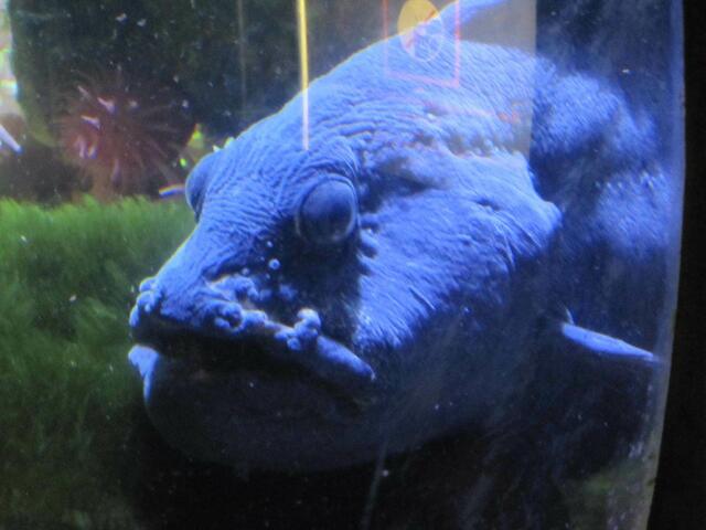 grimmig dreinschauender Bursche