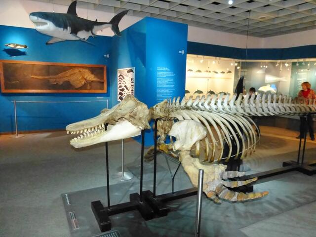 Im Zentrum dieses Bildes das Skelett eines Killerwales (Orca).