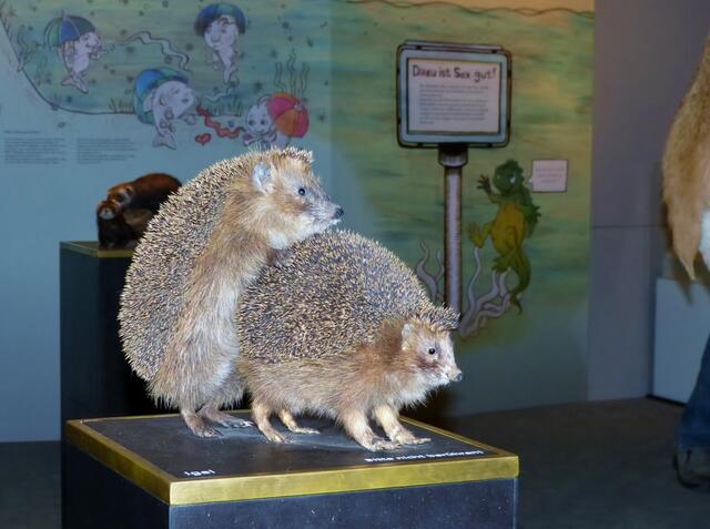 Frage: Wie paaren sich Igel? - Antwort: Ganz vorsichtig!