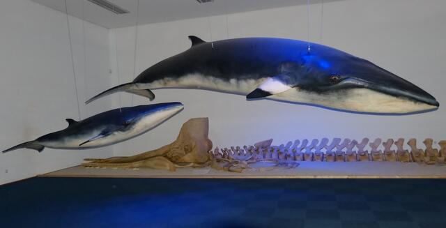 Die Ausstellung "Wale - Riesen der Meere" beginnt mit einem großen Raum, in dem lebensgroße Walmodelle und Walskelette Platz haben.