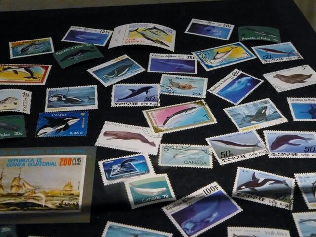 Zur Bandbreite dieser Ausstellung gehört auch ein Schaukasten mit Briefmarken aus aller Welt, die Wale als Markenmotiv zeigen.