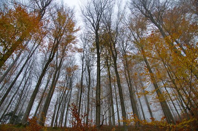 Himmelwärts im Nebel