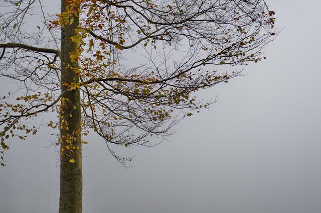 Vor der Nebelwand