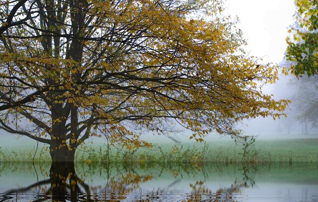 Nebel und Wasser im Kurpark