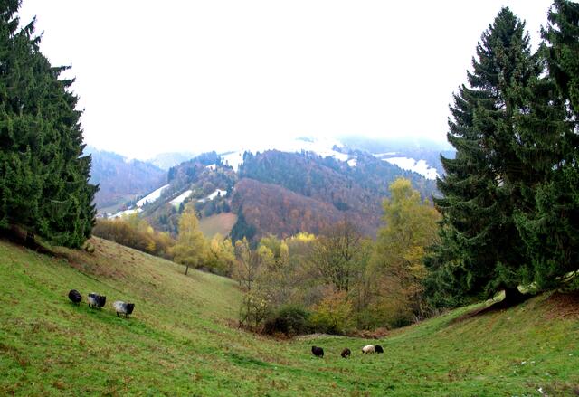 Blick vom Weg zum Kohlerhof im Münstetal auf  die verschneiten Schwarzwaldhöhen.
