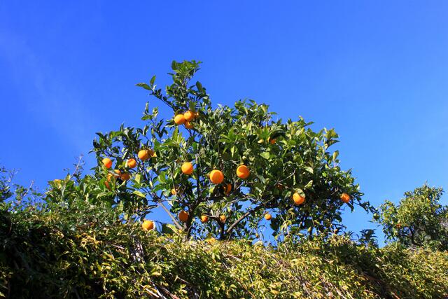 Apfelsinen, einmal nicht in der Kiste.