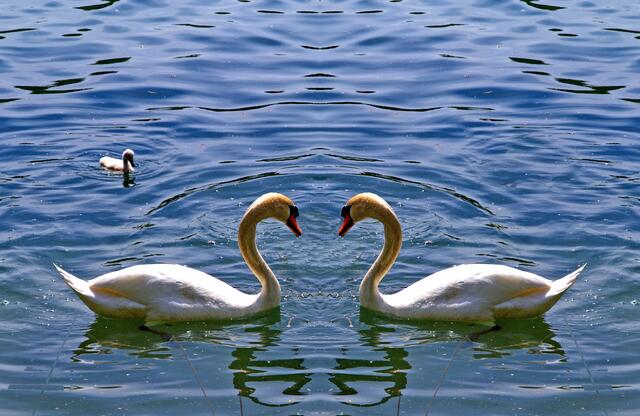 "Ist es nicht süß unser  Kleines?", 2. Schwan gespiegelt