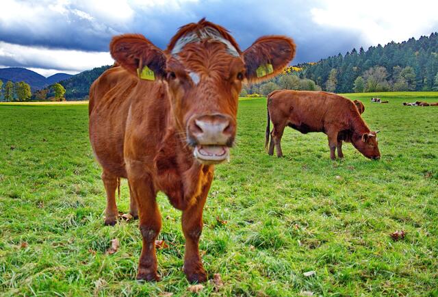 "Da bist Du ja wieder"!, diese Kühe,  die seit einger Zeit wieder im Tal weiden, begrüßen mich auf auf meiner Radtour ins Münstertal