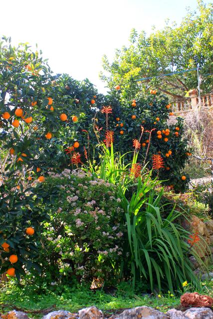 Ein Garten auf Mallorca. Zu schade zum abpflücken.