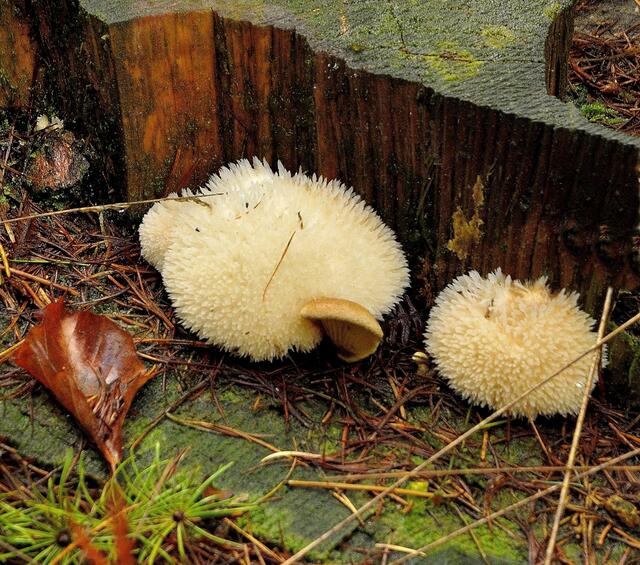 Dieser Pilz heißt "Igelstachelbart"