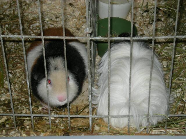 Meerschweinchen.