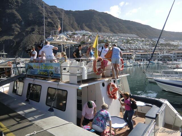 Delphine und Wale bei der Fahrt mit der Nashira Uno