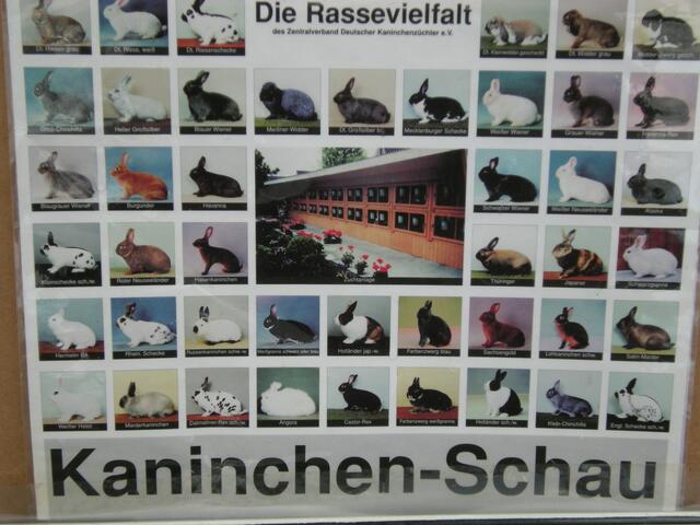 Rasse- Kaninchen.
