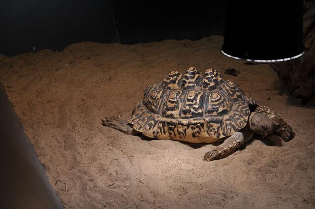 Jede Menge Tiere wohnen im Klimahaus
