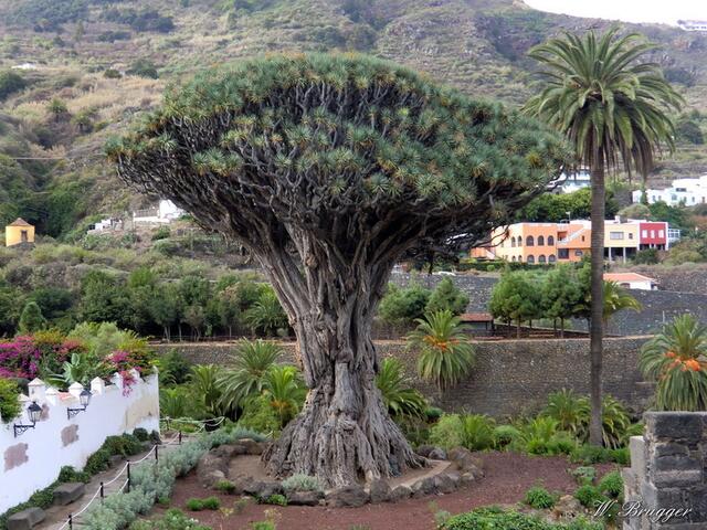 Icod de los Vinos: Der "1000 Jahre alte" Drachenbaum, „Drago Milenario“.