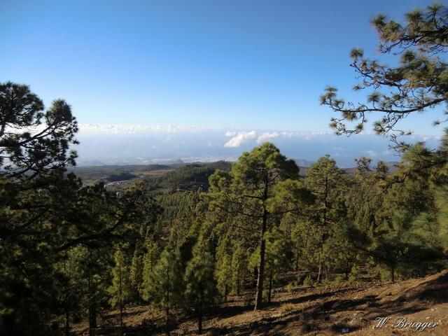 Durch den Wald aufs Meer