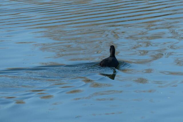 Enten hatten da keine Chance, was abzukriegen ....