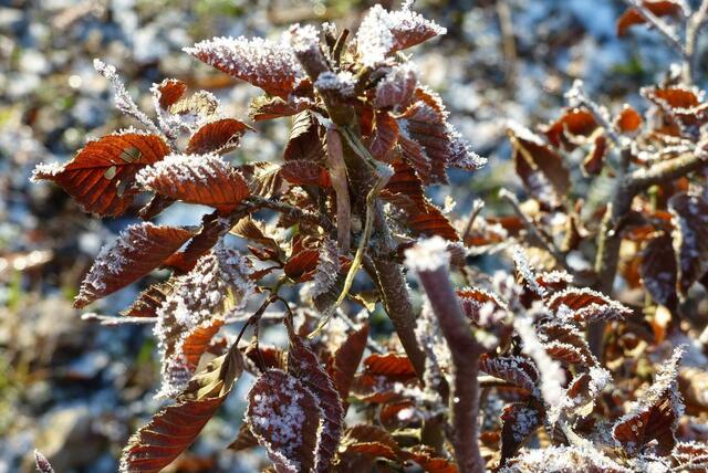 sehr frostig war es ...