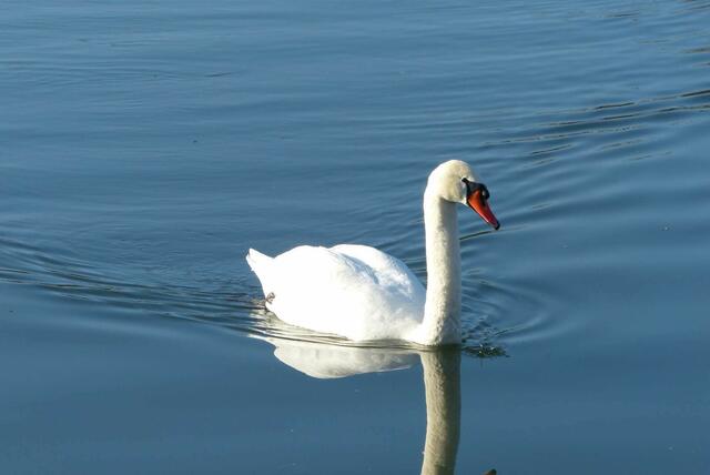 ein sehr stolzer Schwan ....