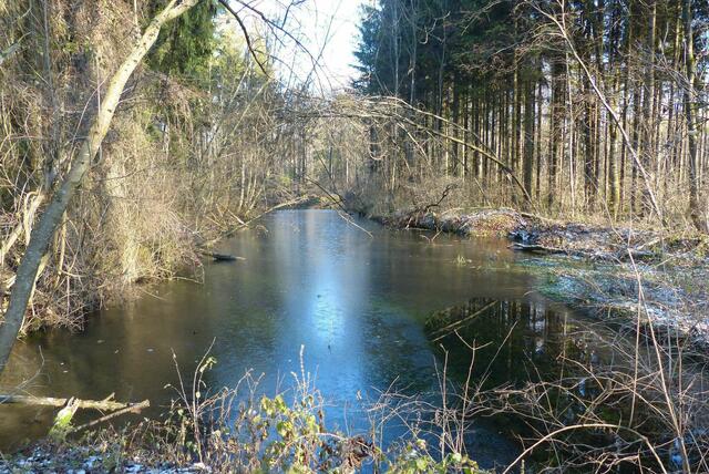 Altwasser auf dem Weg zum Fischweiher ....