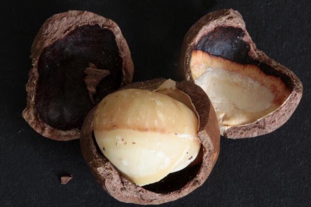 Macadamia