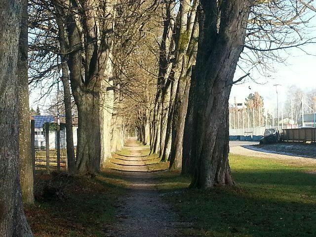Unsere Kastanienallee beim Sportplatz