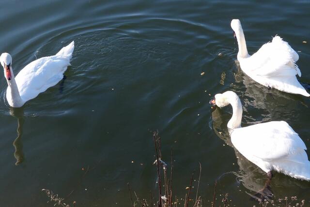 Die Schwäne kamen gleich herbei ...