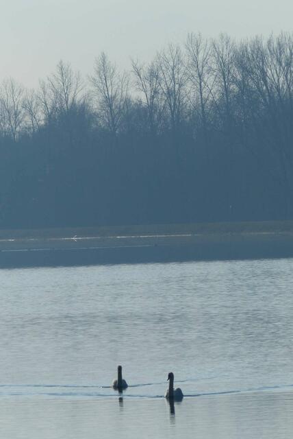 aus allen Richtungen kamen sie - riechen sie das Futter???