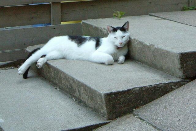 2004, "Charly" der Hauskater