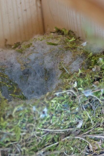 Das Nest musste für die Küken besonders kuschelig sein.
