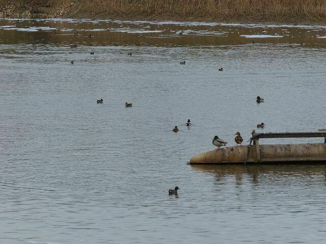 eine Menge Enten tummeln sich hier -------- wieter hinten waren drei Schwäne