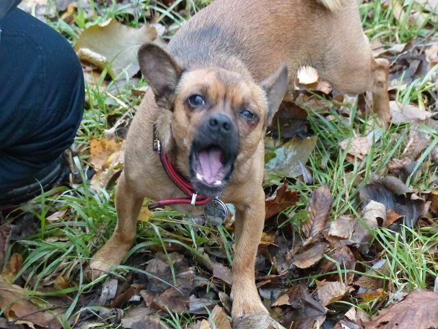 Was will uns dieses Gesicht sagen???