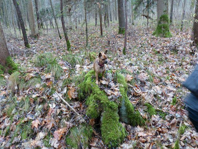 Stupsi wirft sich in Pose ...... eine "natürliche Bühne"