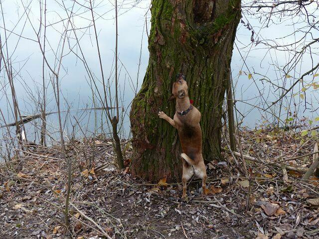 ich rieche es doch .....habt ihr es zu weit oben versteckt???