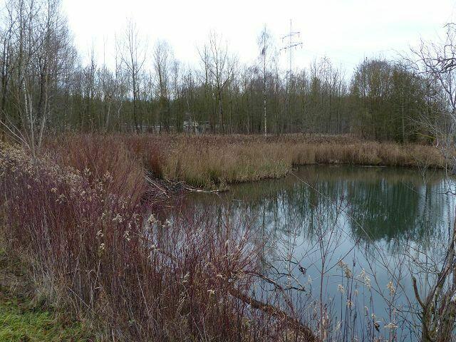 dicht bewachsen -- man kommt nicht bis zum Wasser ...