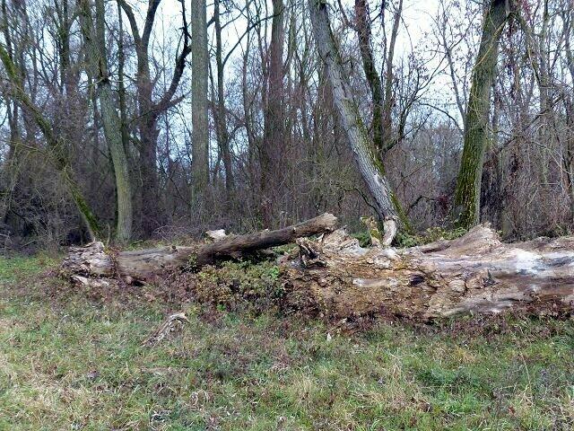auf diesem Baumstumpf habe ich Stupsi schon mal fotografiert