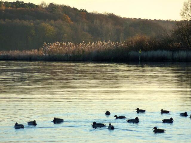 Wasseridylle mit Enten