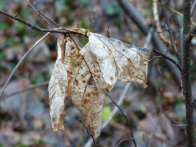ein dürres Blatt kann auch schön sein - oder nicht??