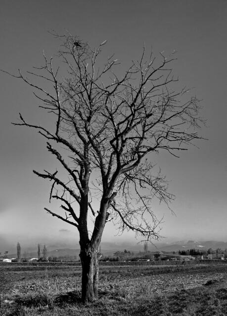 Einsamer Baum mit einsamer Krähe