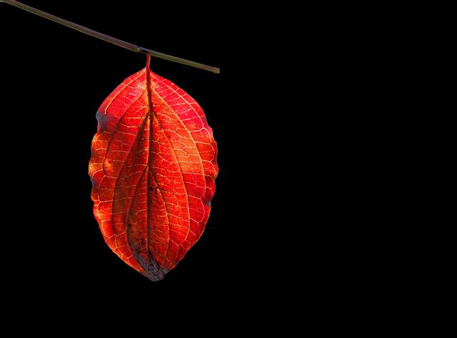 Ein lerztztes Blatt an einem Baum im Kurpark