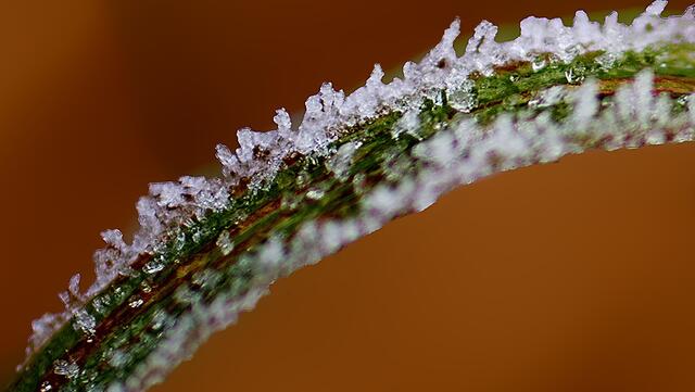 Grashalm mit Rauhreif